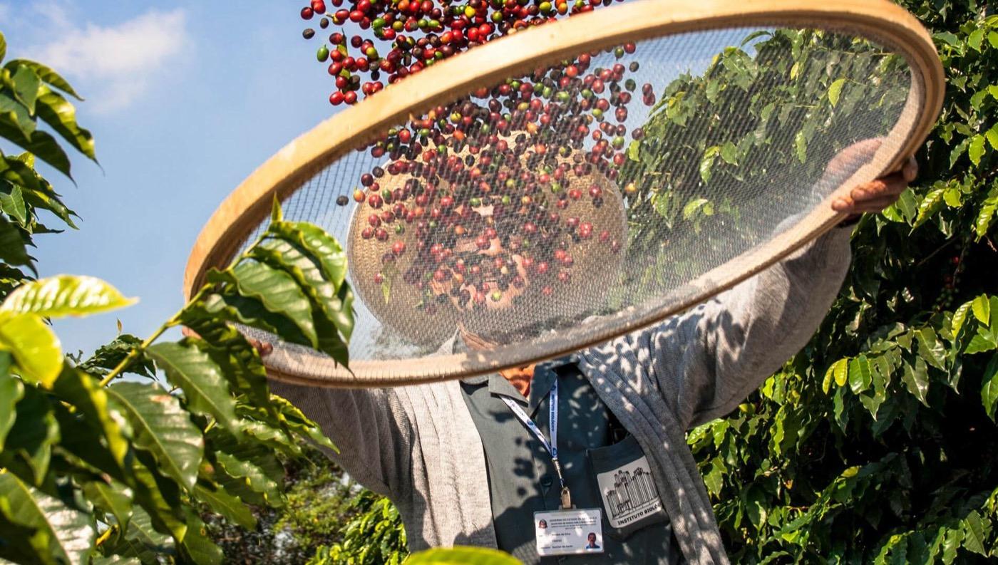 Raccolta chicchi di caffè – origine Brasilmoka